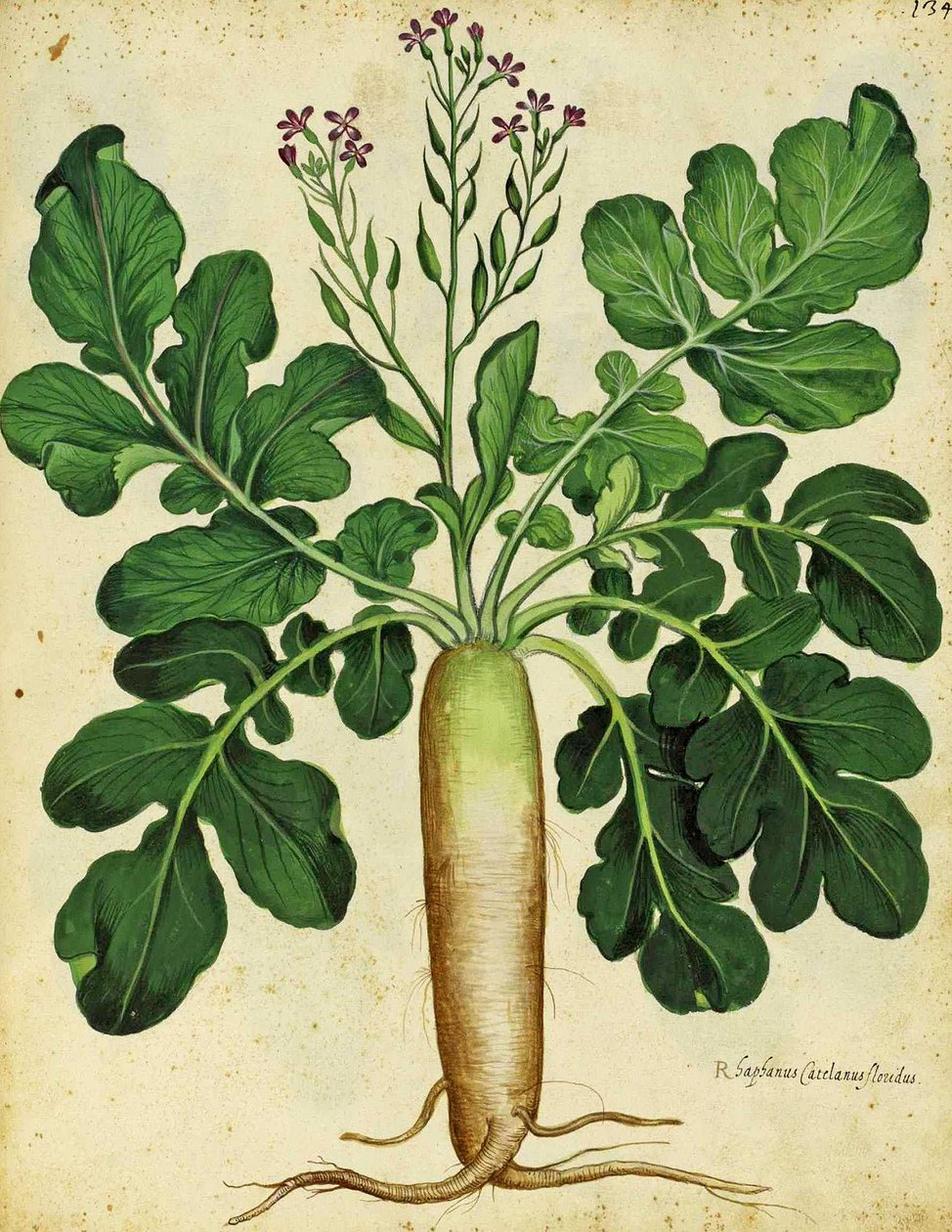 Rábano blanco largo por Ulisse Aldrovandi de Italian School