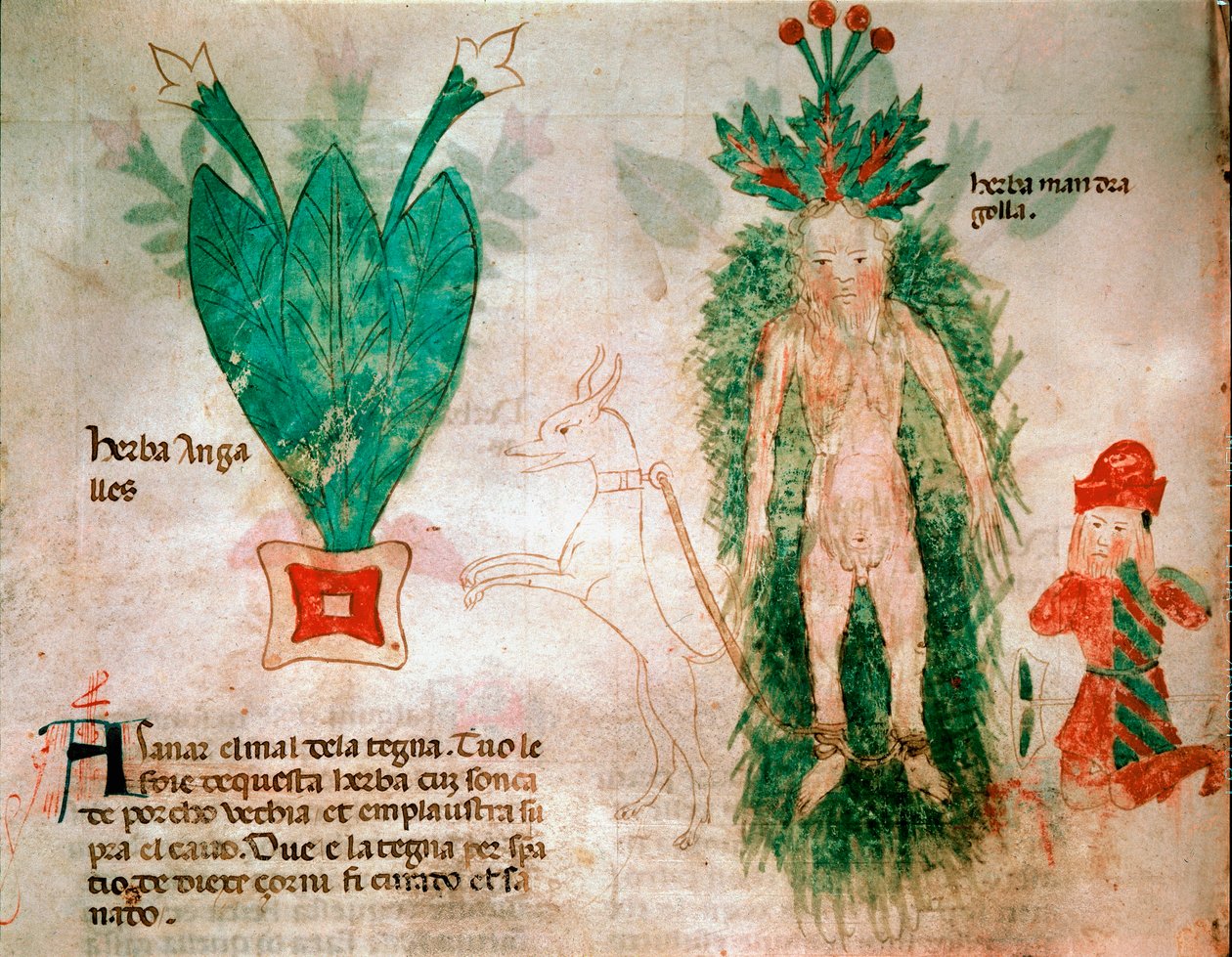 Plantas medicinales: representación de la mandrágora. Un perro atado a la raíz permite extraerla del suelo. Lámina de un tratado de medicina del siglo XIV de Italian School