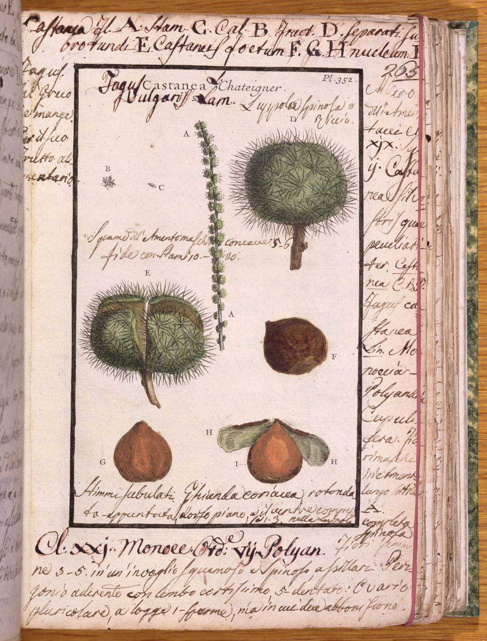 Ms 115 Castaño, de Dizionario di Botanica de Italian School