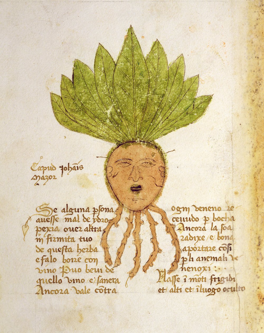 Ms 1591 Fol.18v. Herba Capud Johannis Mazor (vitela) de Italian School