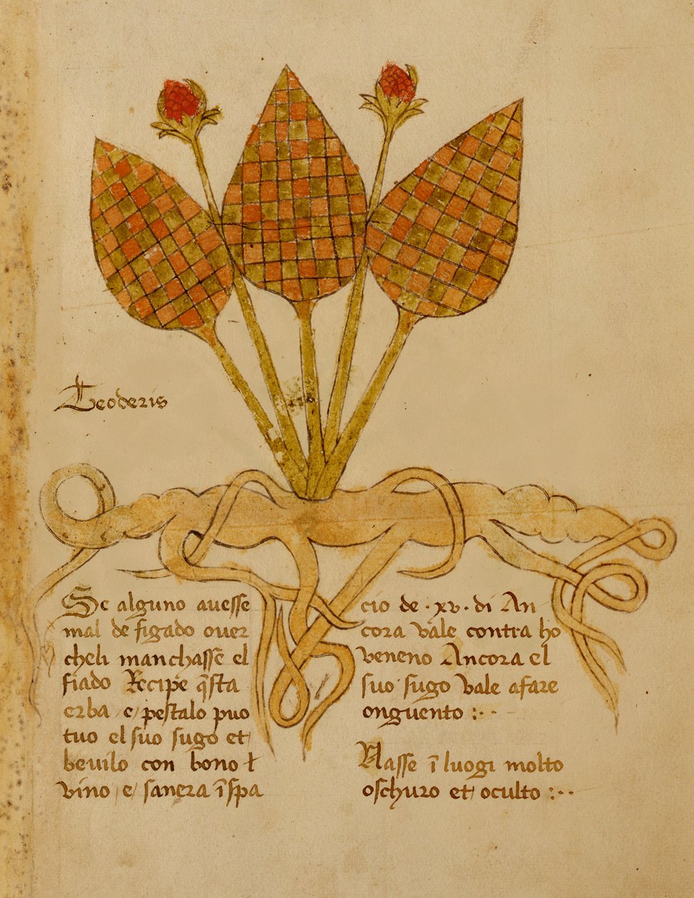 Ms 1591 Fol.19r Herba Teoderis (vitela) de Italian School