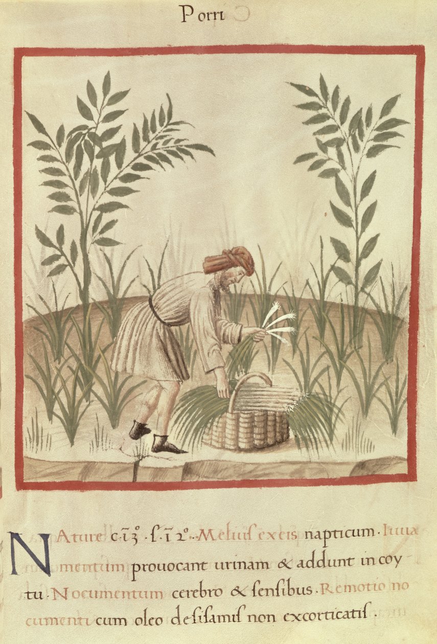 Ms 3054 f.22 Cosechando puerros, de "Tacuinum Sanitatis" (vitela) de Italian School