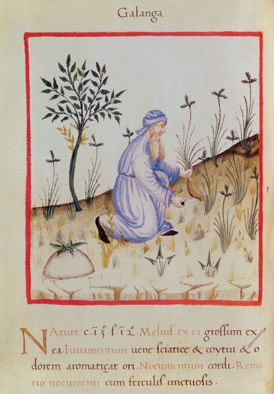 Ms 3054 f.22 Cosechando galanga, de "Tacuinum Sanitatis" (vitela) de Italian School
