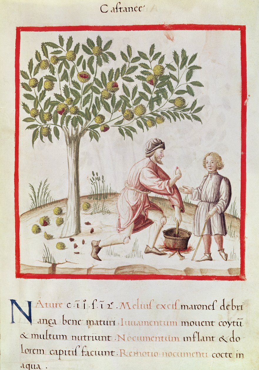 Ms 3054 fol.31 Cosechando y cocinando castañas, de "Tacuinum Sanitatis" (vitela) de Italian School