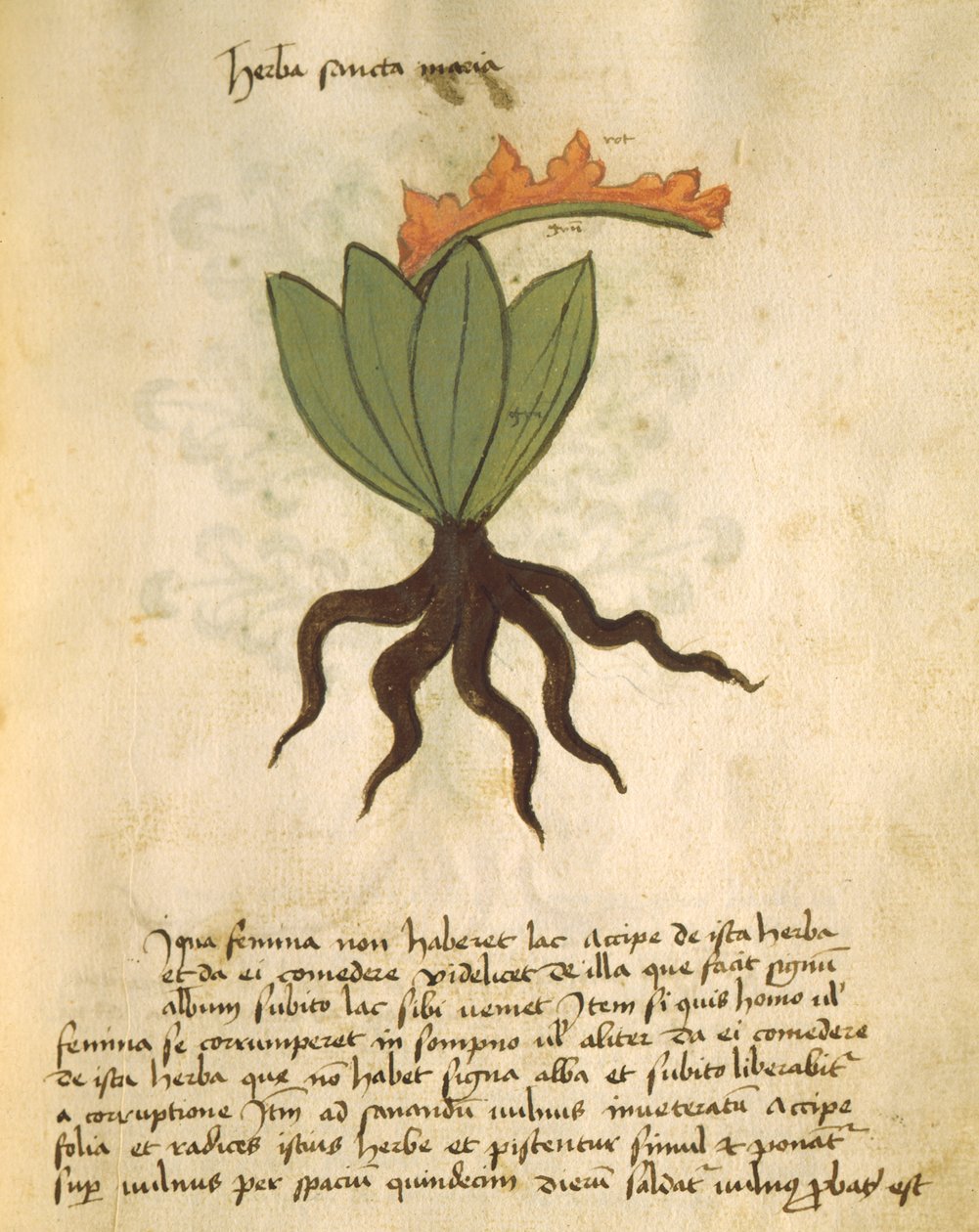Herba Santa Maria, del Liber Herbarius una cum rationibus conficiendi medicamenta de Orgione Rizzardo de Italian School