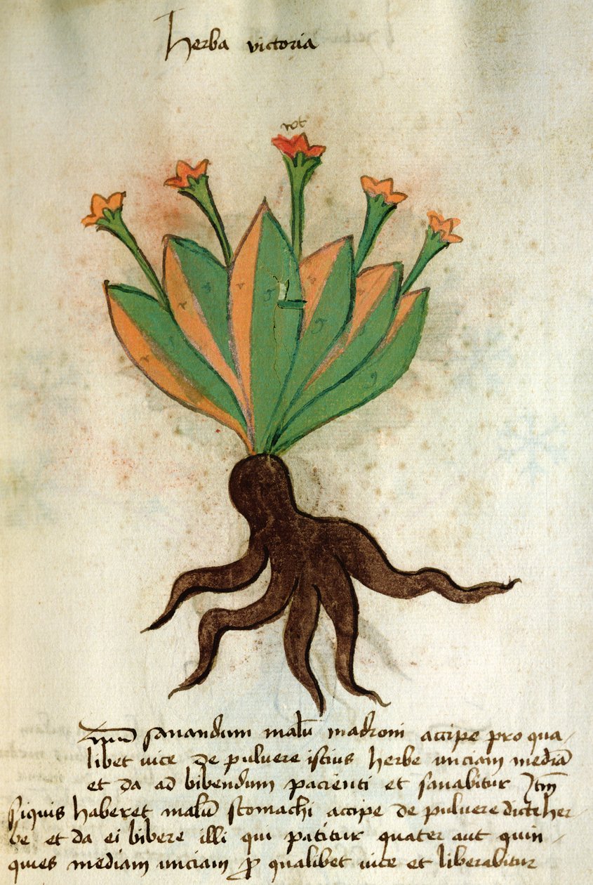 Ms 320 M Fol.34r Herba Victoria, de 