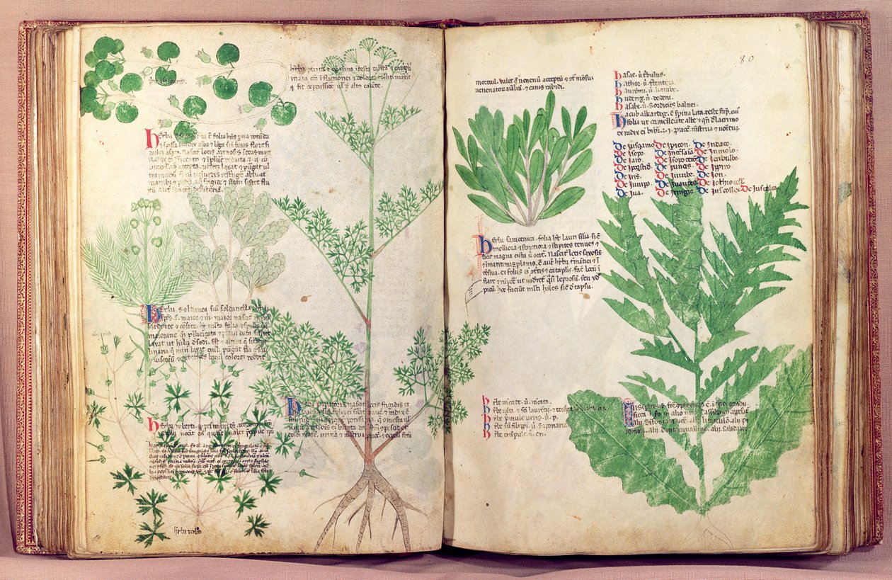 Ms Lat 6823 fol.19v & 80 Plantas de De Herbis por Manfredus de Monte Imperiali, c.1330-40 de Italian School