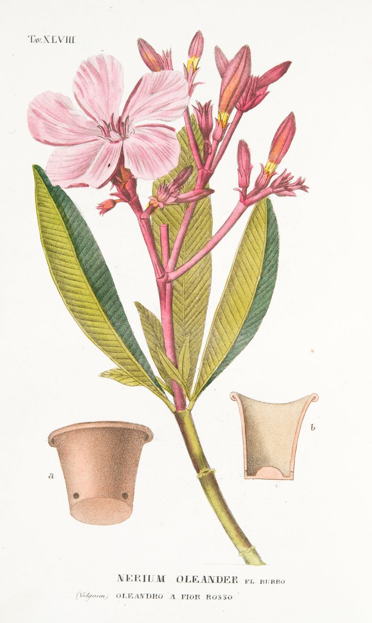 Nerium Oleander el Bubro, Placa XLVIII, de LAntotrofia Ossia La Coltivazione DeFiori por Antonio Piccioli, pub.1834 de Italian School