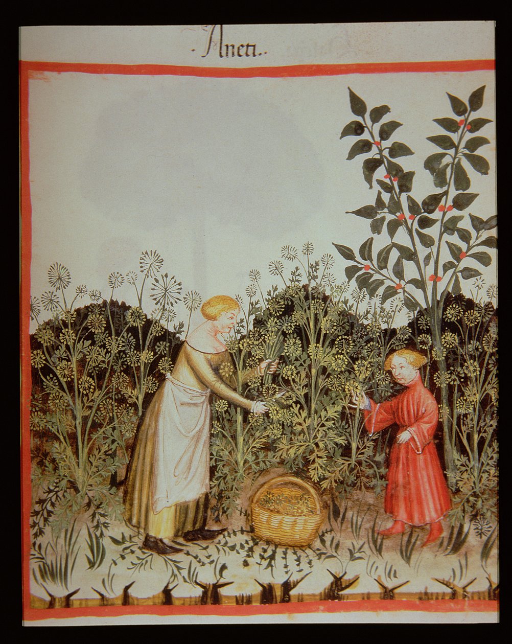 Nova 2644 f.32r Recolectando Eneldo, Tacuinum Sanitatis Codex Vindobonensis de Italian School