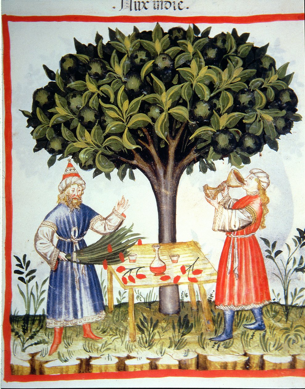 Recolección de nuez moscada, de Tacuinum Sanitatis de Italian School