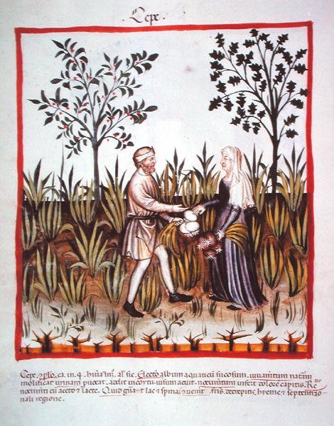 Nova 2644 fol.25v Cosecha de cebollas, del Tacuinum Sanitatis Codex Vindobonensis de Italian School
