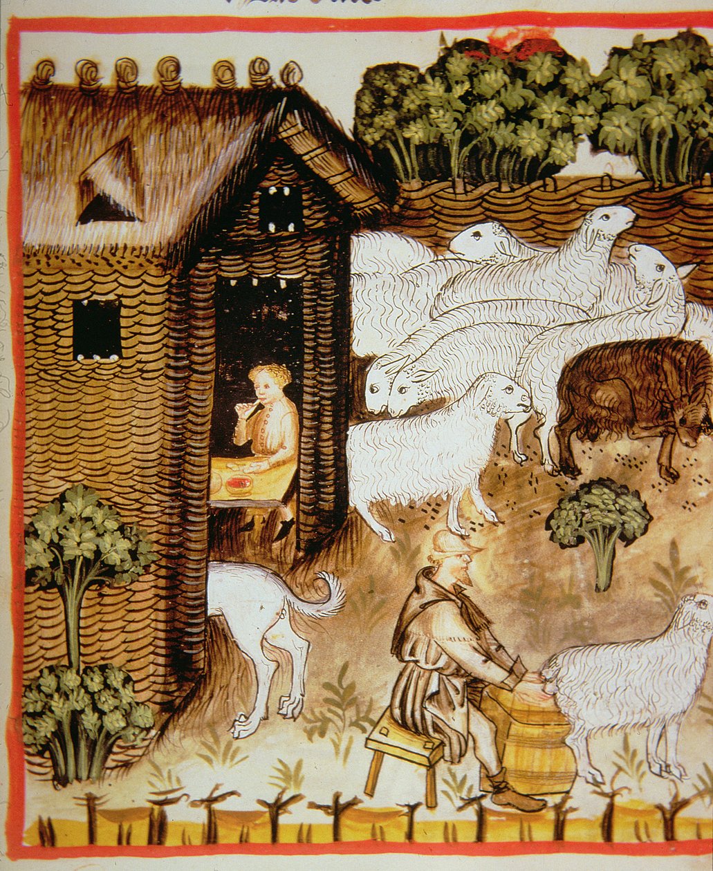 Ganadería ovina: leche dulce, de Tacuinum Sanitatis de Italian School