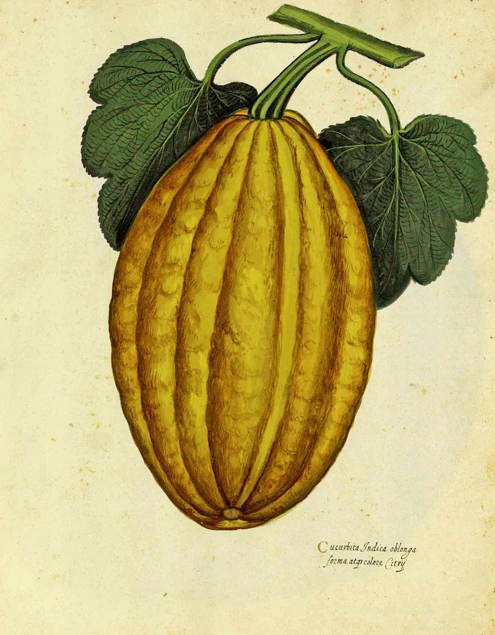 Calabaza oblonga por Ulisse Aldrovandi de Italian School