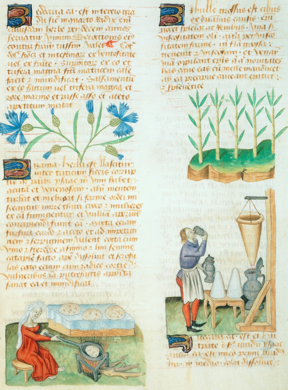 Página del Tractatus de Herbis de Dioscorides Pedanius de Italian School