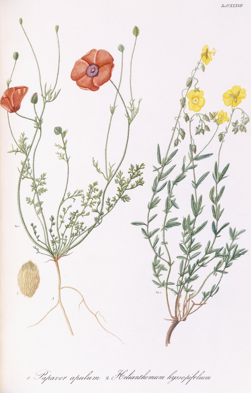 Papaver apulum y Helianthemum hyssopifolum, 1811-1838 de Italian School