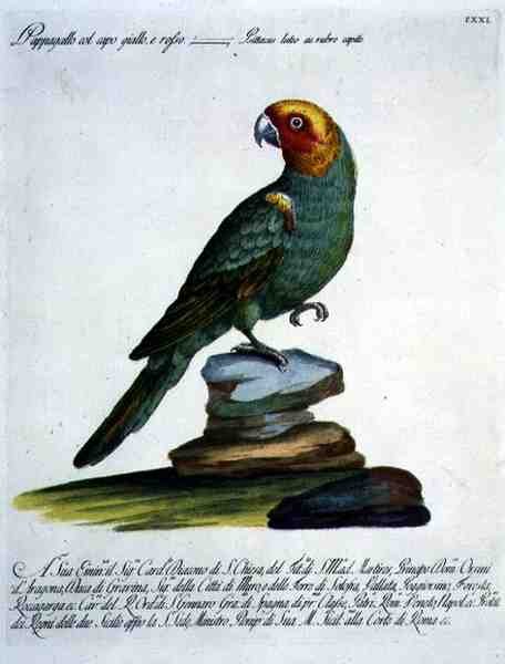 Loro, c.1767-76 de Italian School