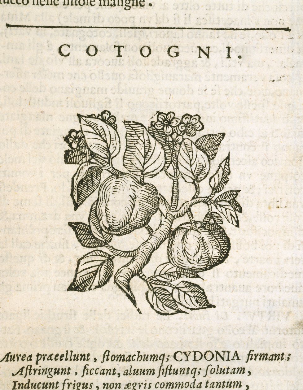 Membrillo (Cydonia oblonga), grabado por Castore Durante de Italian School
