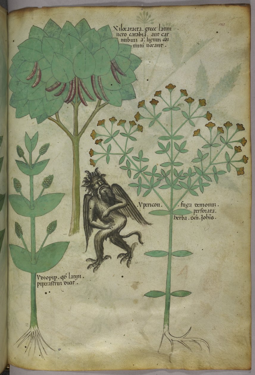 Sloane 4016 f.103 Miniatura de plantas y un demonio: la hierba Ypericón, que supuestamente repele a los demonios, de "Herbal", c.1440 (tinta y color sobre vitela) de Italian School
