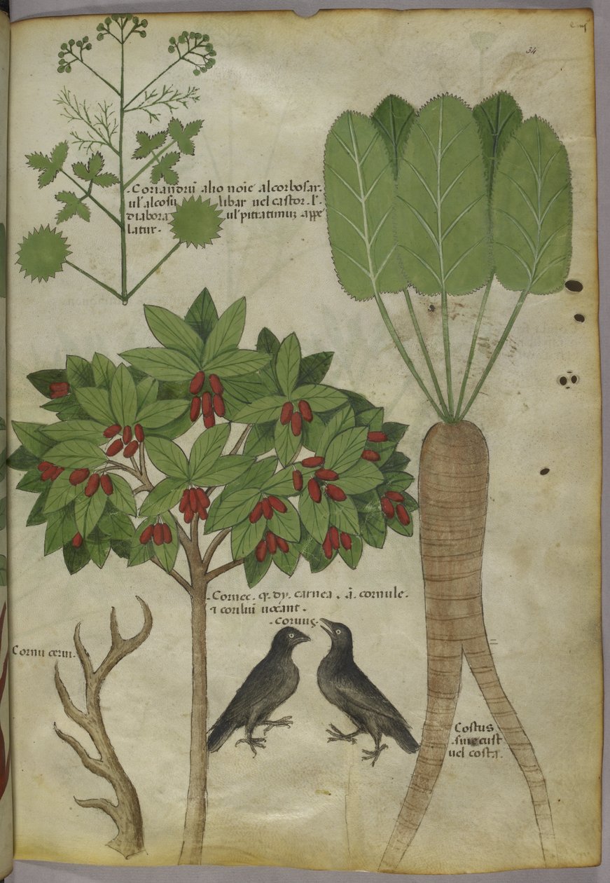 Sloane 4016 f.34 "Tractatus de Herbis", c.1440 (vitela) de Italian School