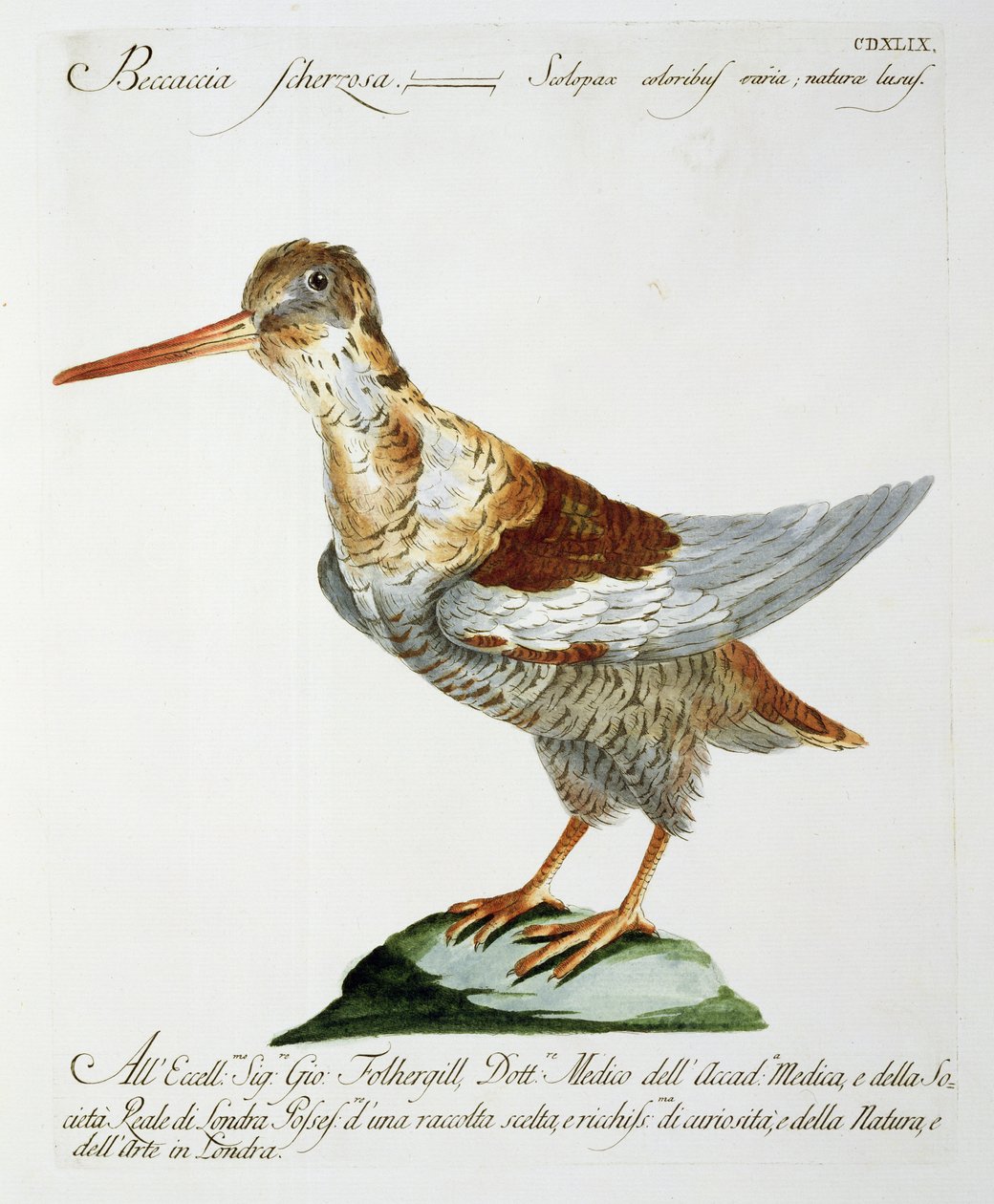 Agachadiza, c.1767-76 de Italian School