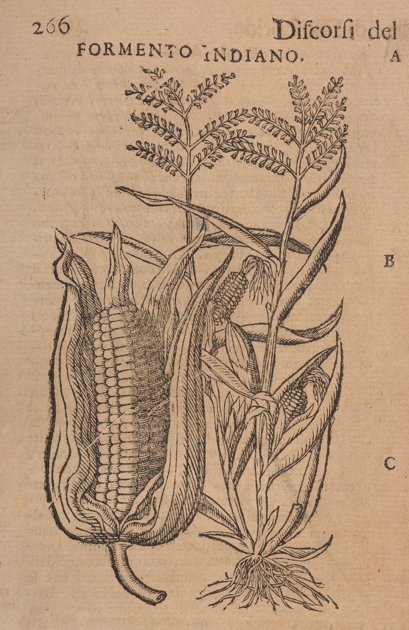 Discursos de M. P. A. Matthioli, corregidos y aumentados. Con figuras sacadas de plantas y animales vivos naturales, en número mucho mayor que las otras impresas posteriormente, p.266 de Italian School