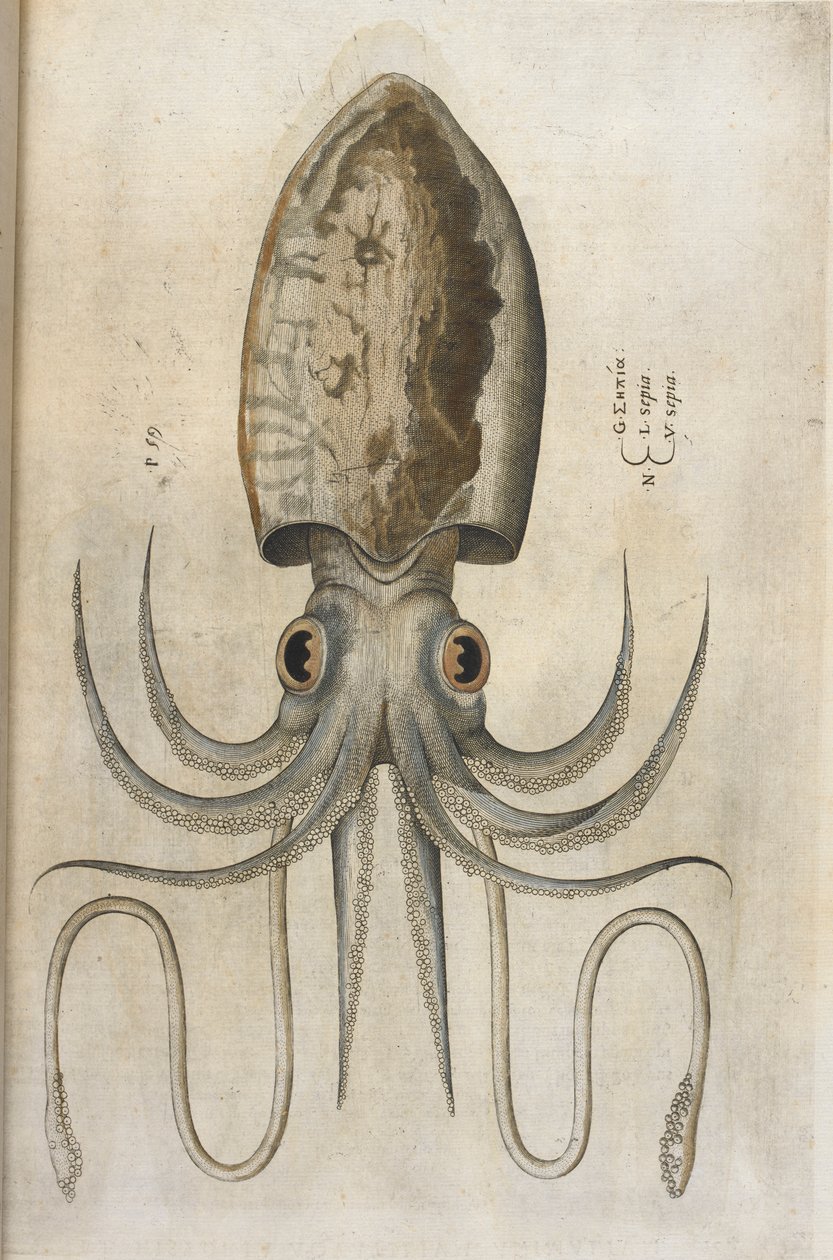 Calamar, ilustración de 
