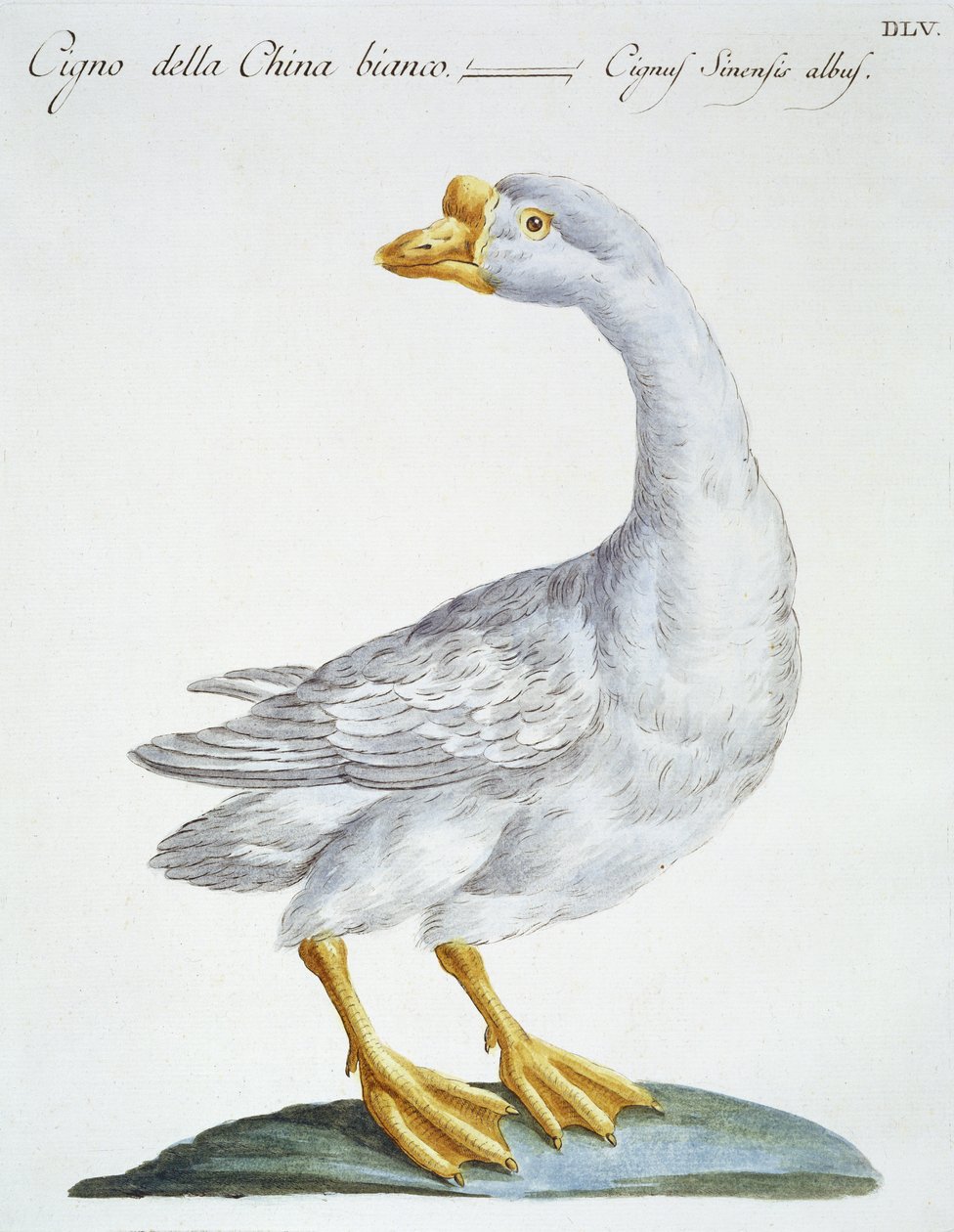 Cisne, c.1767-76 de Italian School