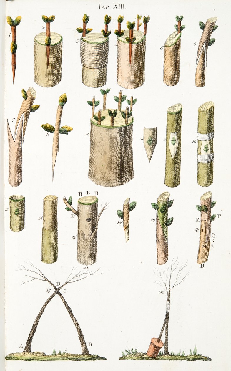Varios ejemplos de injerto de árboles frutales, Placa XIV, de LAntotrofia Ossia La Coltivazione DeFiori por Antonio Piccioli, pub.1834 de Italian School