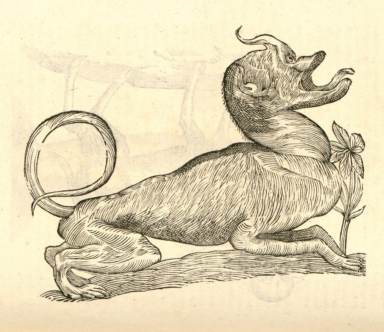Ilustración de Canis monstroso capite de Historia de Monstruos de Aldrovandi, 1642 de Italian School