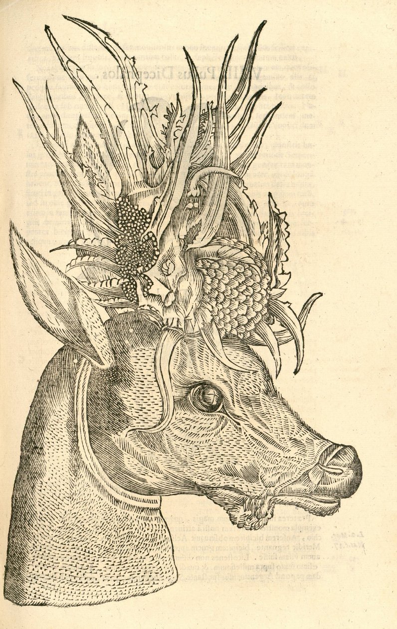 Ilustración de Capreolus Polyceros de Historia de Monstruos de Aldrovandi, 1642 de Italian School