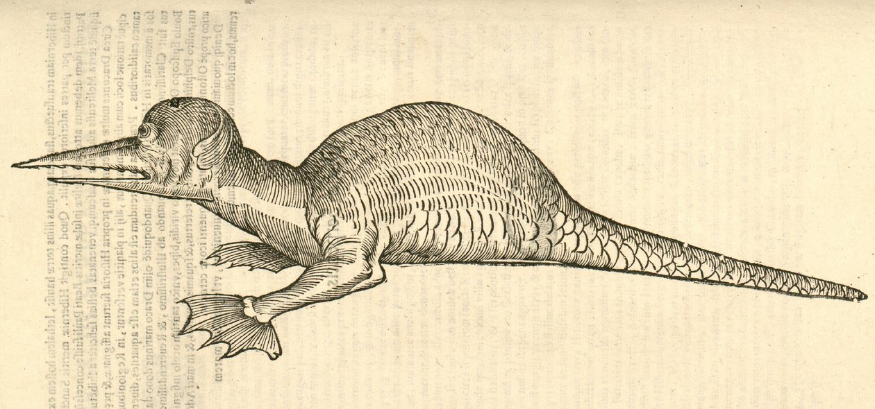 Ilustración de Draco marinus monophthalmos bipes de Historia de Monstruos de Aldrovandi, 1642 de Italian School