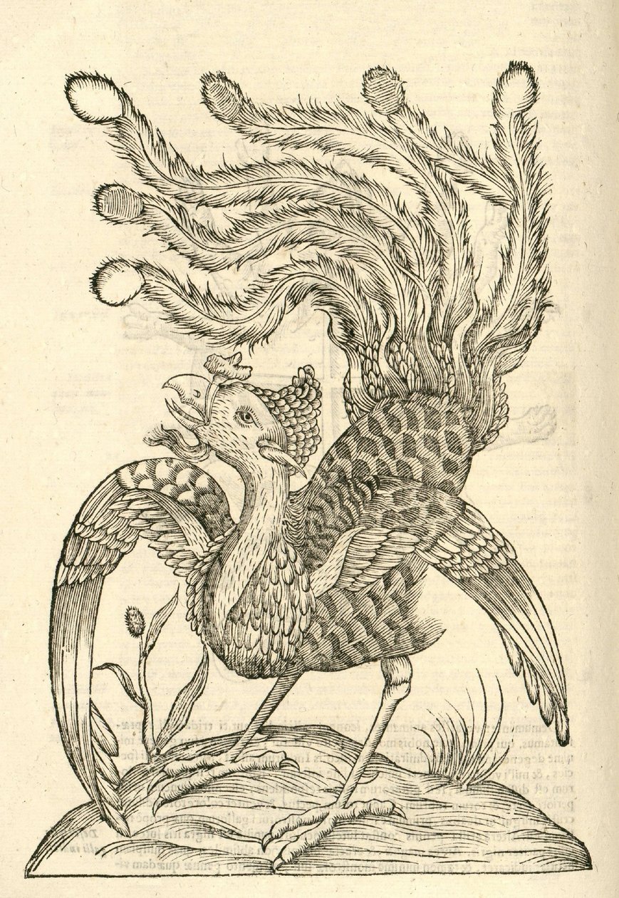 Ilustración de Gallus Indicus auritus tridactylus de Historia de Monstruos de Aldrovandi, 1642 de Italian School