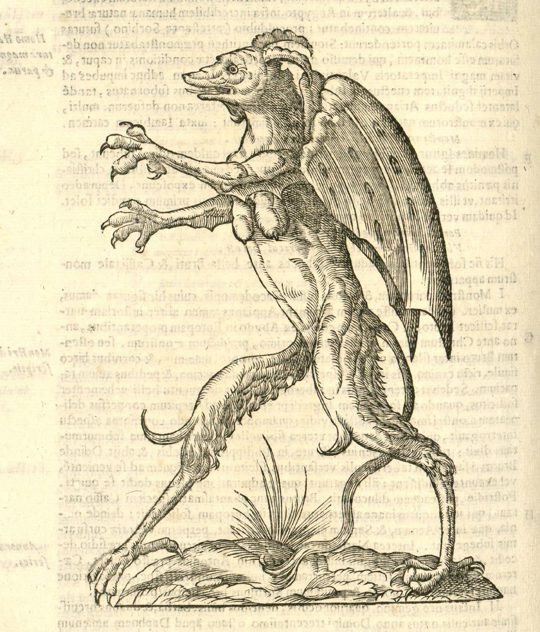Ilustración de Monstrum alatum, & cornutum instar Cacodaemonis de Historia de Monstruos de Aldrovandi, 1642 de Italian School