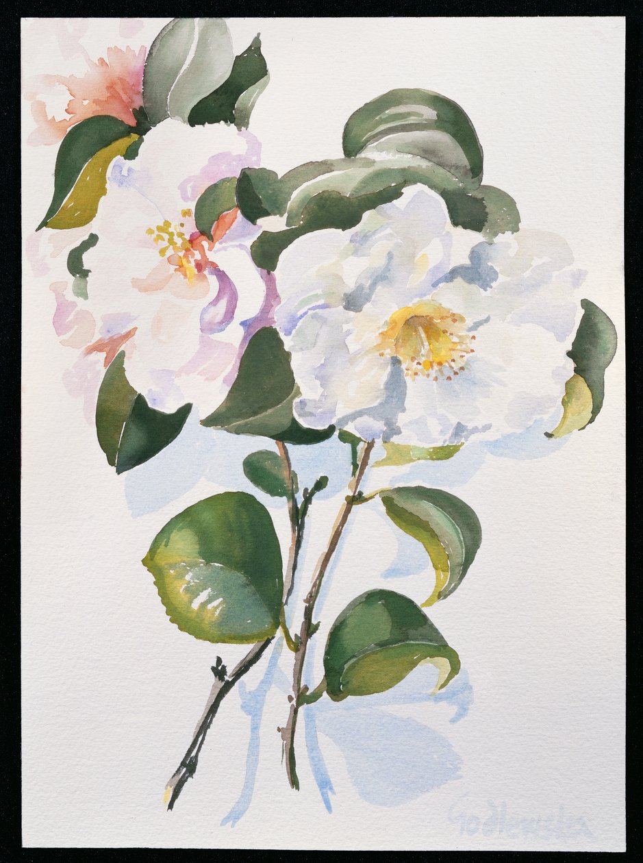 Camelia de Izabella Godlewska de Aranda