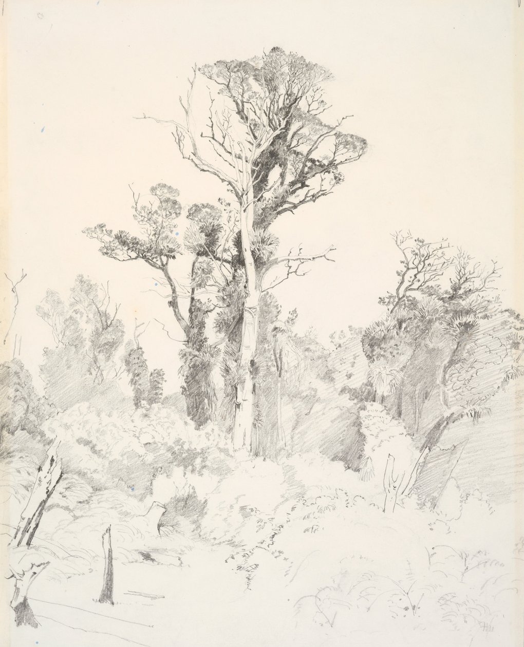Nativos Destribalizados, Taranaki de J. C. Richmond