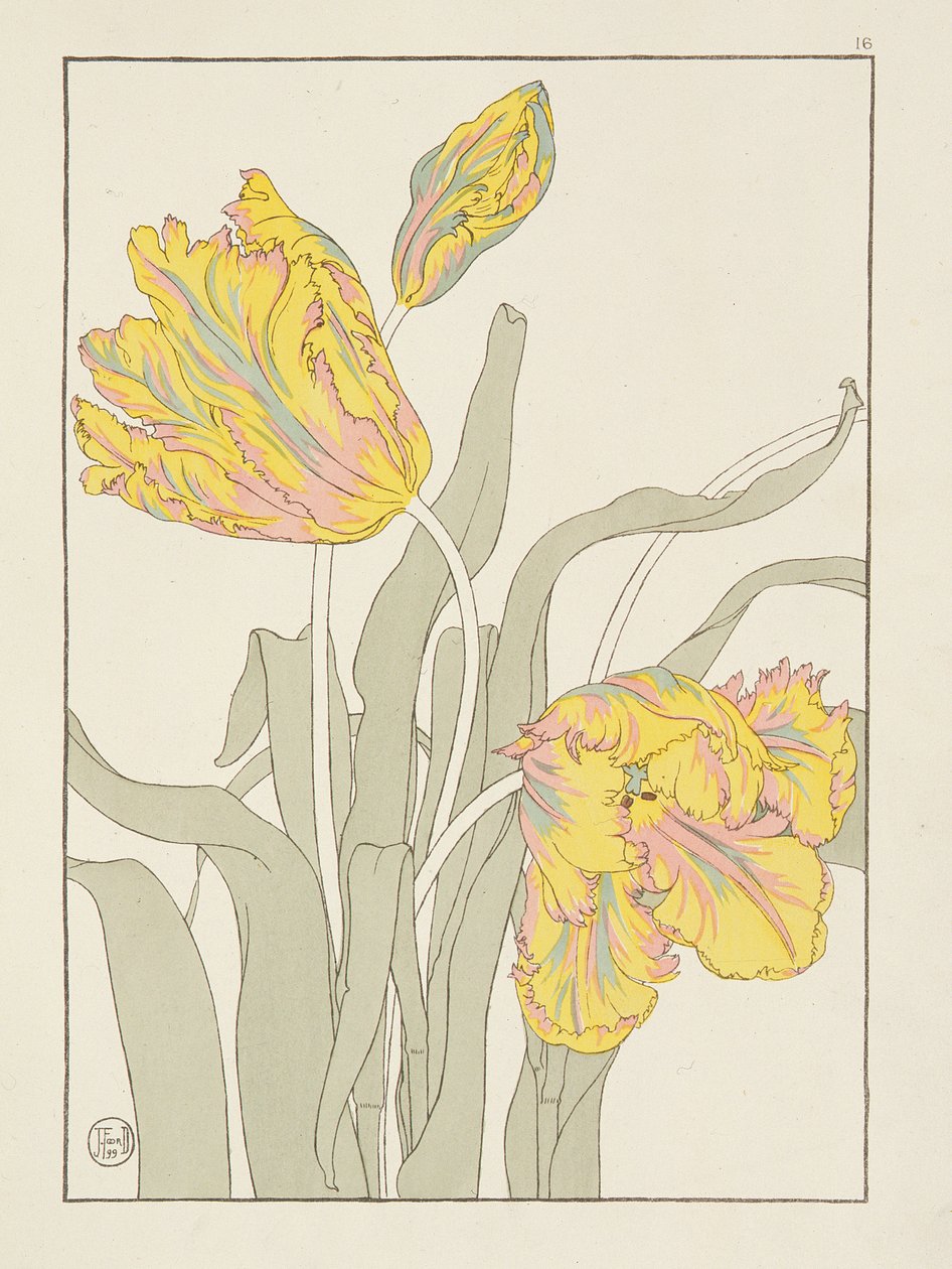 Tulipán por J. Foord, lámina 16 de Estudios decorativos de flores, pub. 1901 de J. Foord