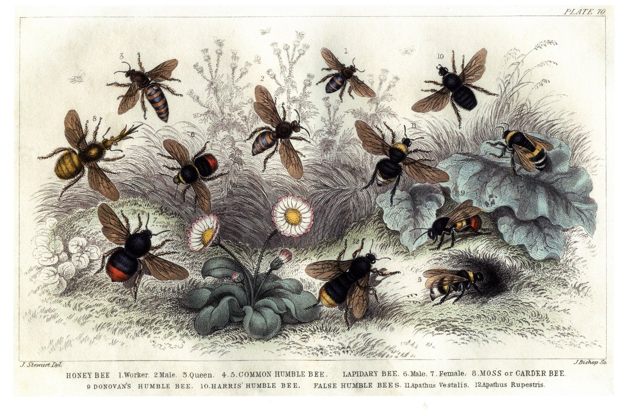 Estudio de diferentes abejas, grabado por J. Bishop de J. Stewart