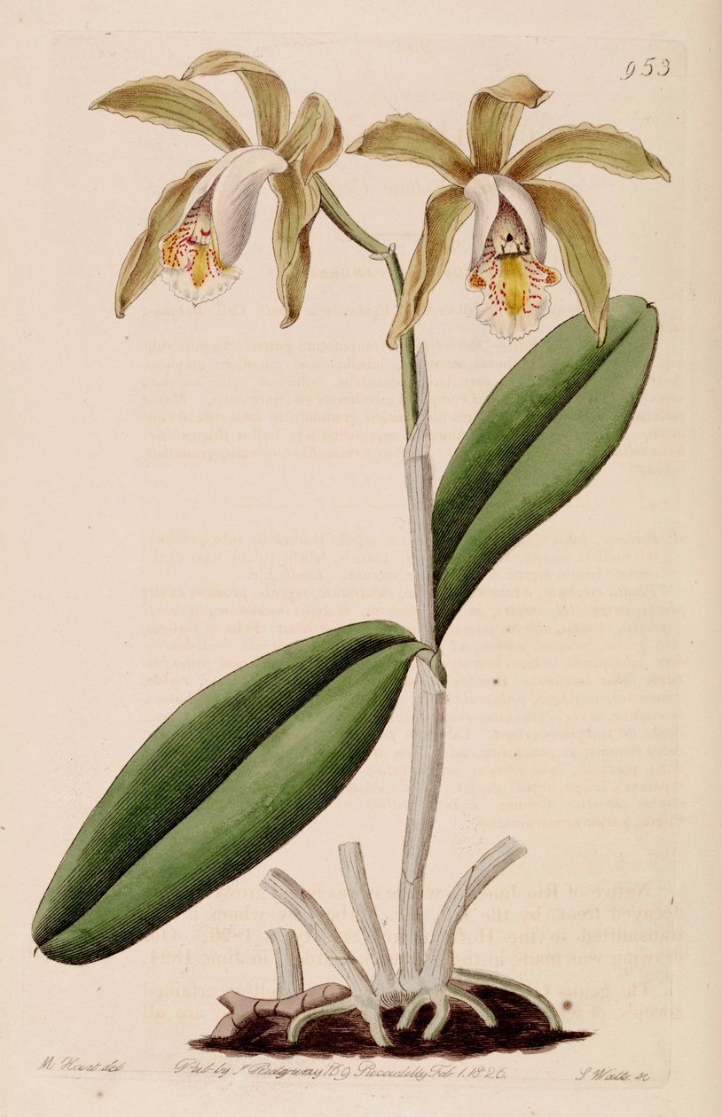 Ilustración de Cattleya forbesii de Jams  Watts