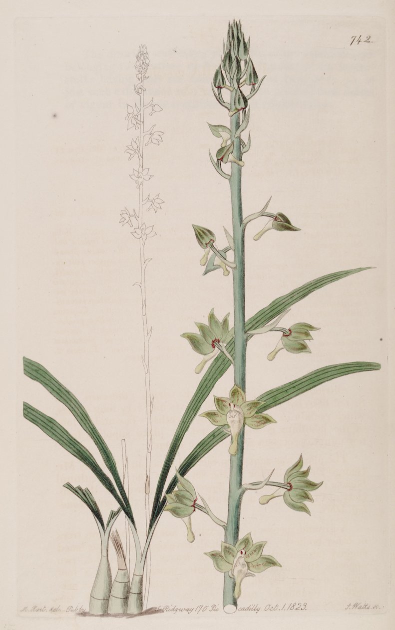 Ilustración de Eulophia gracilis de Jams  Watts