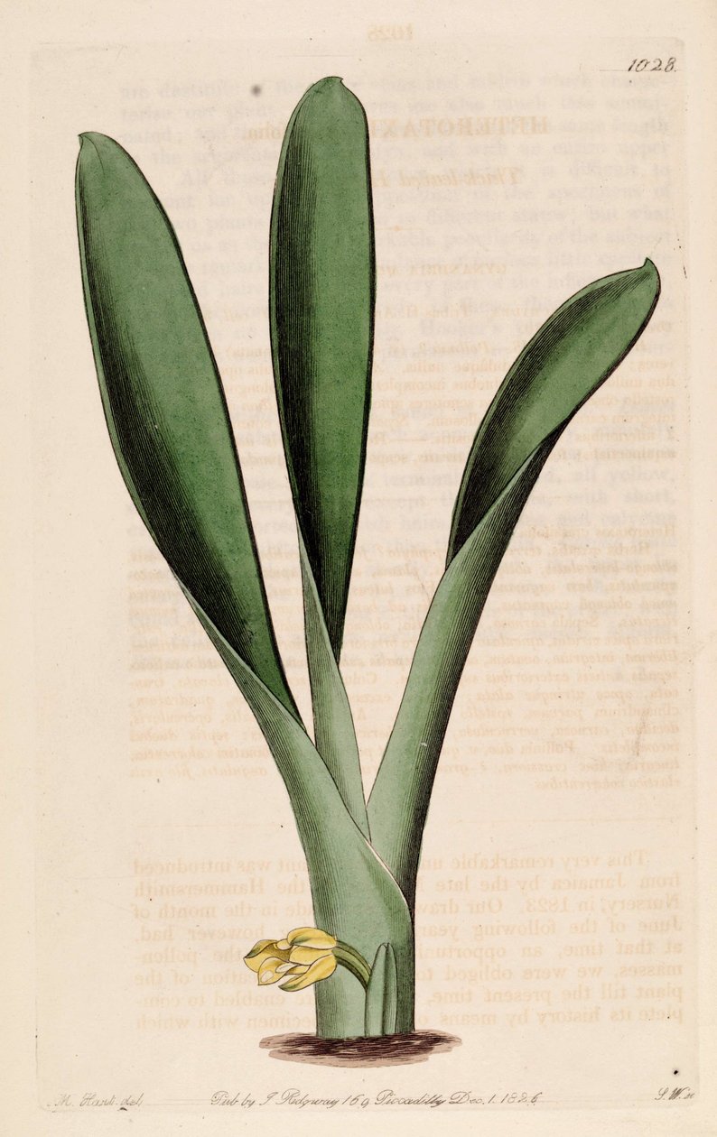 Ilustración de Heterotaxis sessilis (como sin. Heterotaxis crassifolia) de Jams  Watts