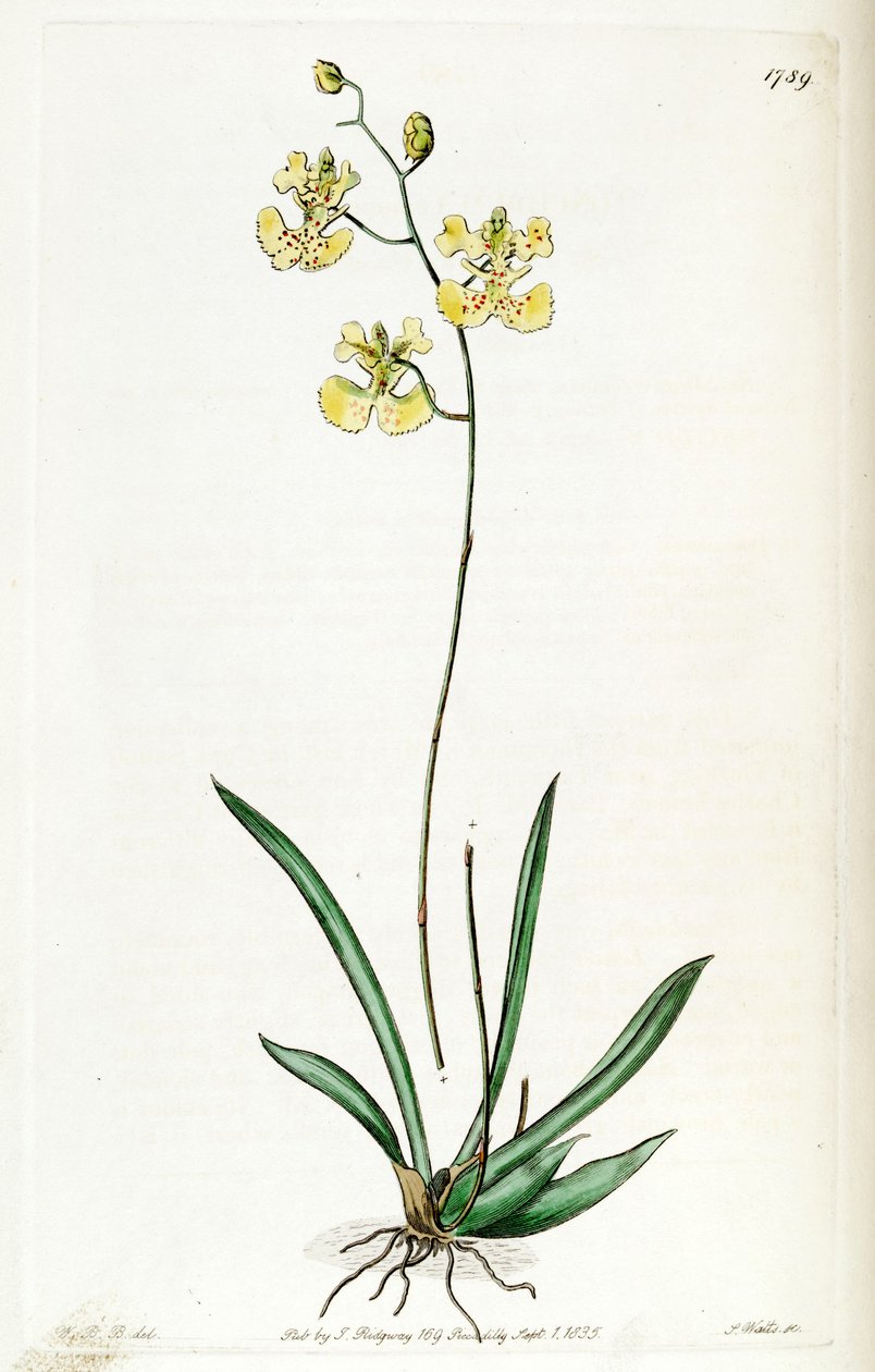 Tolumnia guianensis de Jams  Watts