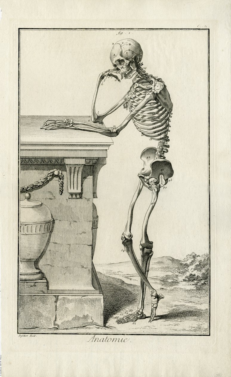 Anatomía - estudio anatómico de un esqueleto de J.A. Defehrt