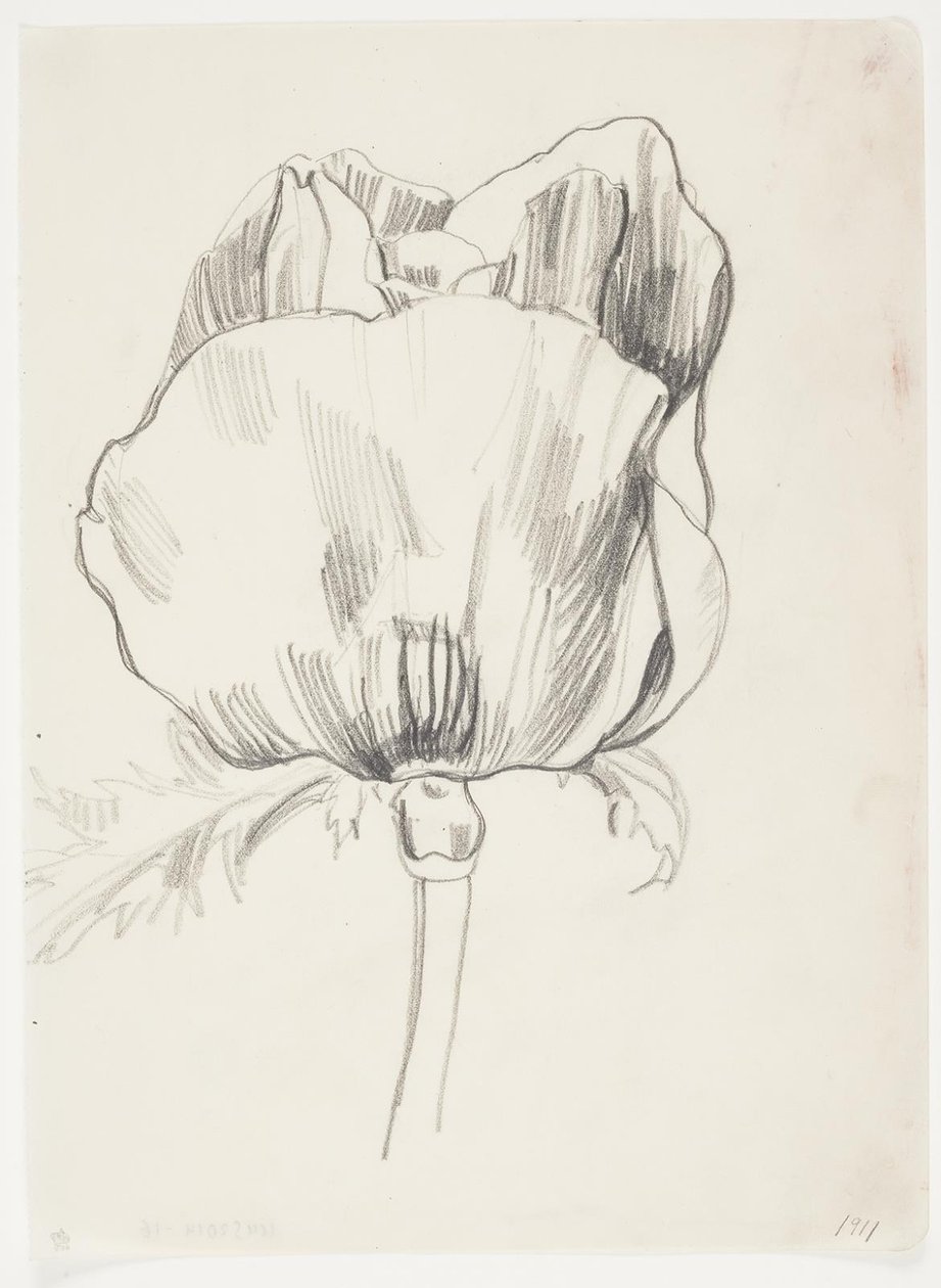 Amapola de J.A. Jerichau