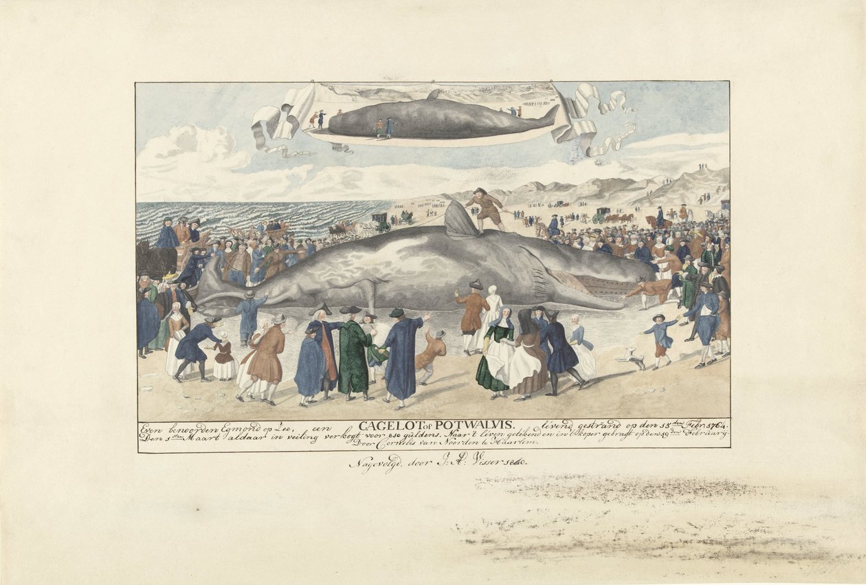 Cachalote varado en Egmond aan Zee, 1764 Justo al norte de Egmond op Zee, un Cagelot o Potwhale. varado vivo el 15 de febrero de 1764. (título sobre el objeto) de J.A. Visser