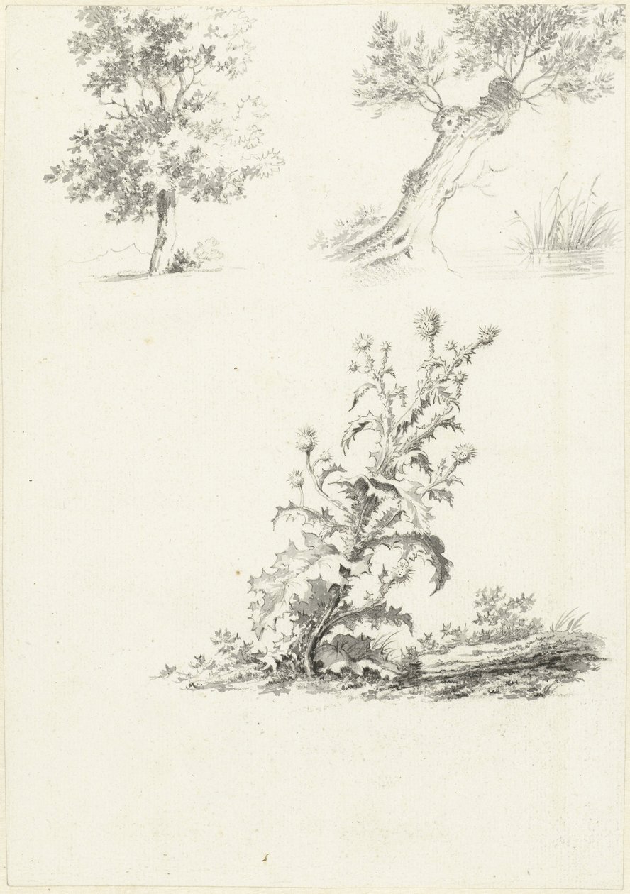 Dos estudios de un árbol y un cardo de J.B. Joss (attributed to)