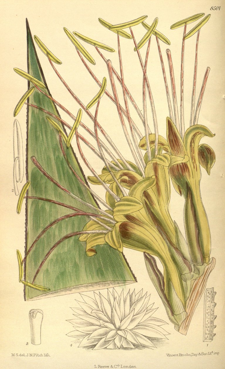 Agave warelliana, Asparagaceae, Agavoideae de J.N. Fitch