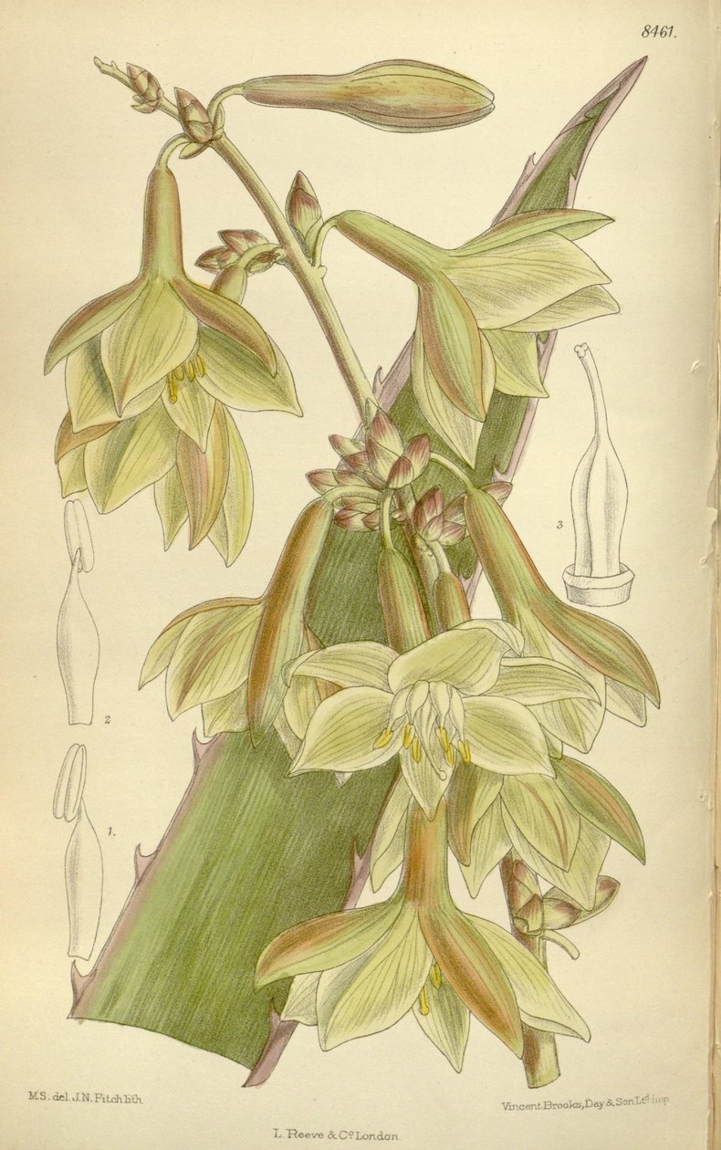 Furcraea elegans (= Furcraea stricta), Asparagaceae, Agavoideae de J.N. Fitch