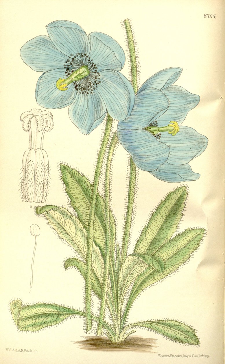 Meconopsis simplicifolia, Papaveraceae de J.N. Fitch