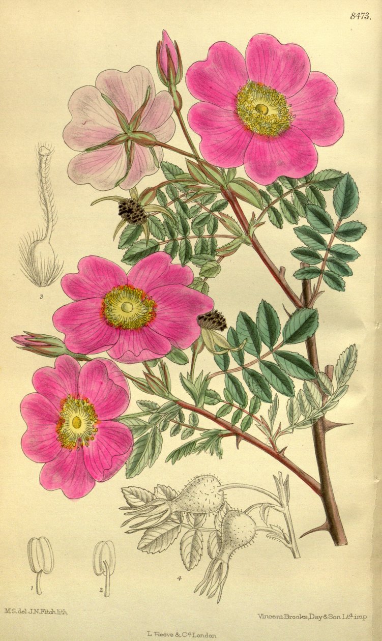 Rosa sertata de J.N. Fitch