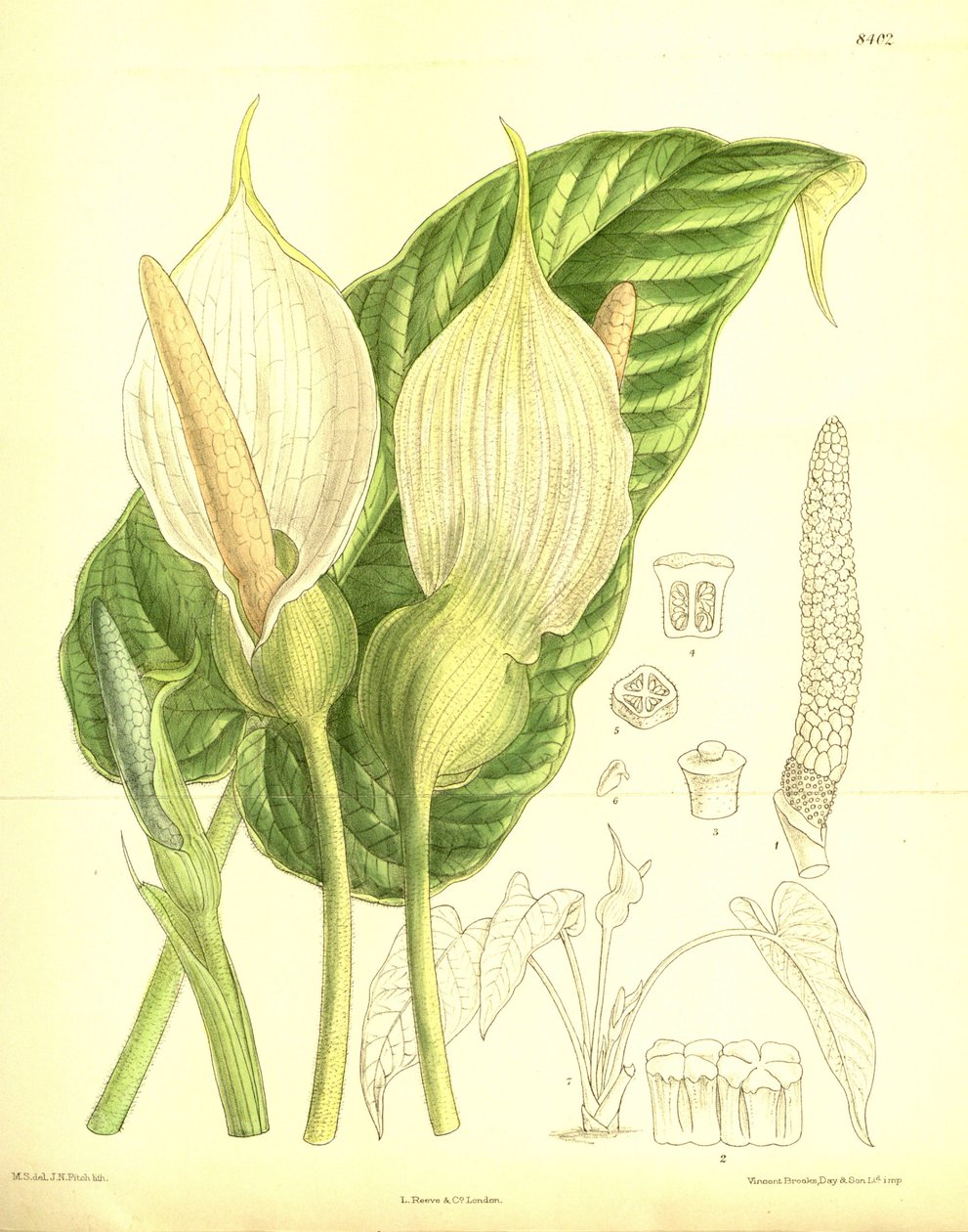 Caladium pubescens, Araceae de J.N. Fitch